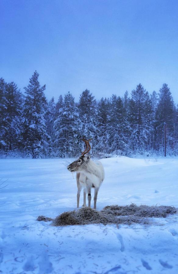 Cozy Stuga - Mountain View Ramsele Bagian luar foto