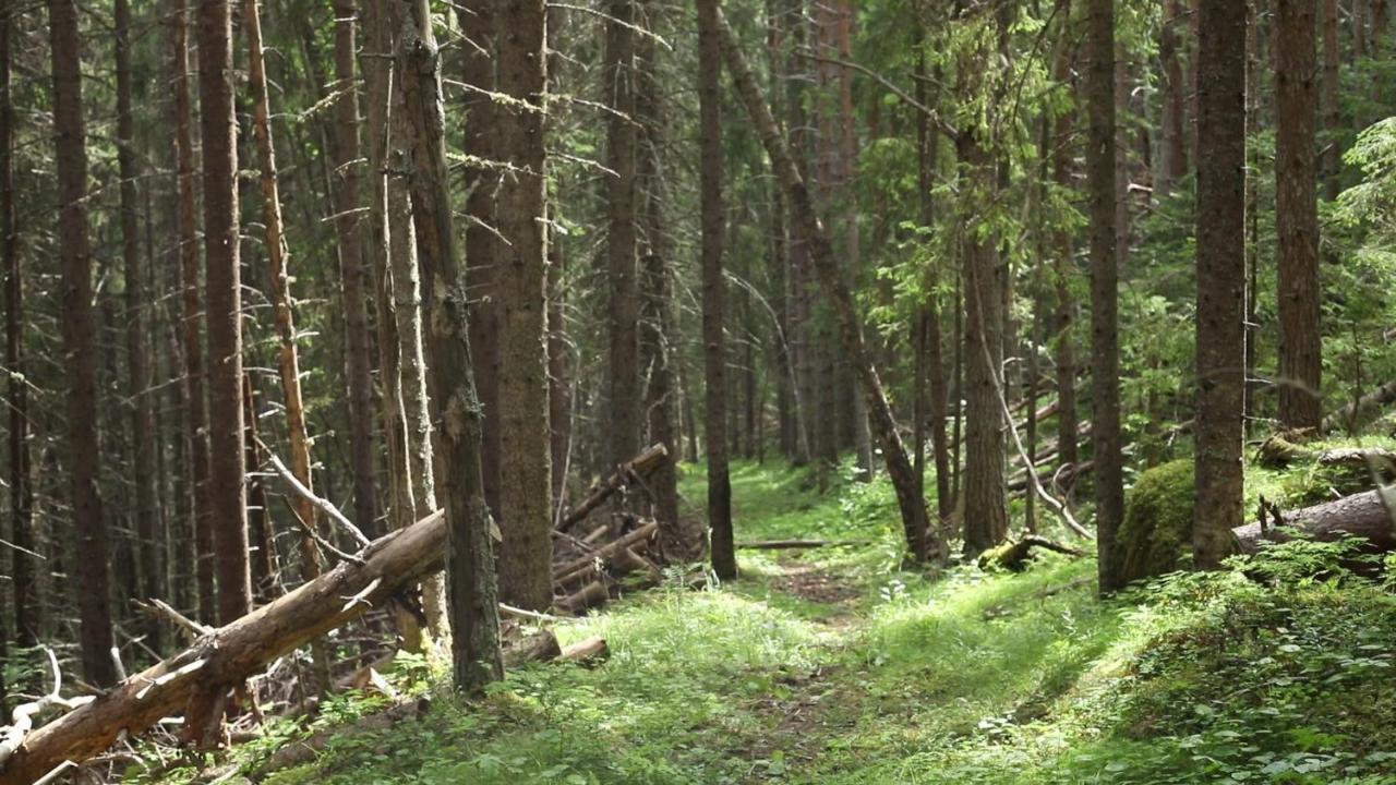 Cozy Stuga - Mountain View Ramsele Bagian luar foto